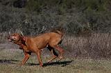 VIZSLA poil court 196